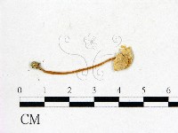 登錄號:F0004951藏品圖，第3張