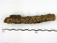 登錄號:F0004953藏品圖，第1張