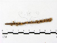 登錄號:F0004956藏品圖，第1張