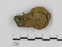登錄號:F0004957藏品圖，第1張