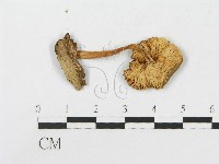 登錄號:F0004959藏品圖，第1張