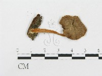 登錄號:F0004959藏品圖，第3張