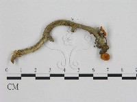 小皮傘屬藏品圖，第1張