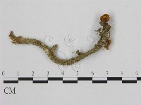 小皮傘屬藏品圖，第3張