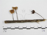 登錄號:F0004965藏品圖，第1張