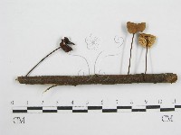登錄號:F0004965藏品圖，第4張