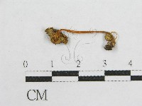 登錄號:F0004966藏品圖，第1張