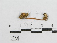登錄號:F0004966藏品圖，第3張
