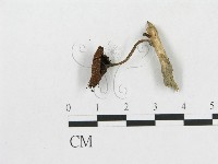 登錄號:F0004968藏品圖，第1張