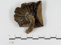 登錄號:F0004970藏品圖，第1張