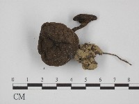 登錄號:F0004972藏品圖，第1張