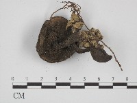 登錄號:F0004972藏品圖，第3張