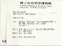 鵝膏屬藏品圖，第2張