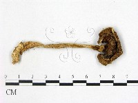 鵝膏屬藏品圖，第3張