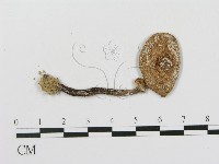登錄號:F0004975藏品圖，第1張
