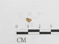 登錄號:F0004976藏品圖，第3張