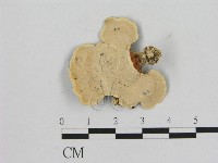 相鄰小孔菌藏品圖，第3張