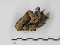 棕色革菌藏品圖，第1張