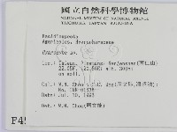 濕傘屬藏品圖，第2張