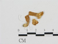 濕傘屬藏品圖，第1張