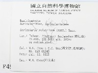 毛木耳藏品圖，第2張