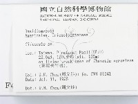 杯傘屬藏品圖，第2張