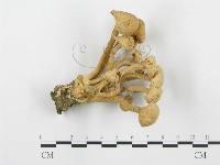 杯傘屬藏品圖，第1張