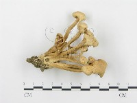 杯傘屬藏品圖，第3張