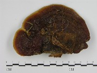 登錄號:F0004983藏品圖，第1張