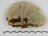 登錄號:F0004983藏品圖，第3張