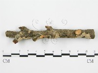 登錄號:F0004984藏品圖，第3張