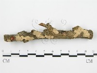 登錄號:F0004984藏品圖，第6張