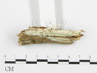 登錄號:F0004986藏品圖，第3張