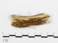 登錄號:F0004986藏品圖，第4張