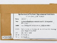 阿根廷柱擔菌藏品圖，第2張