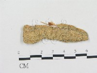 阿根廷柱擔菌藏品圖，第1張