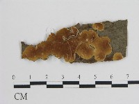 登錄號:F0005002藏品圖，第1張