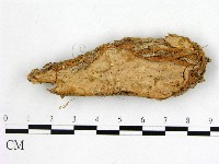 登錄號:F0005013藏品圖，第1張