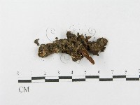 登錄號:F0005015藏品圖，第3張