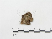 登錄號:F0005019藏品圖，第1張