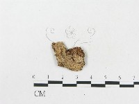 登錄號:F0005019藏品圖，第4張