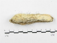 登錄號:F0005026藏品圖，第1張