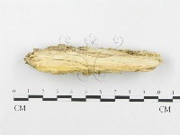 登錄號:F0005026藏品圖，第4張