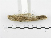 登錄號:F0005026藏品圖，第5張