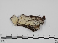 登錄號:F0005027藏品圖，第1張