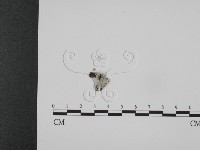 登錄號:F0005028藏品圖，第1張