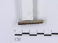 登錄號:F0005029藏品圖，第4張