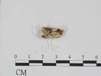 登錄號:F0005033藏品圖，第1張