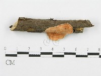 登錄號:F0005034藏品圖，第1張