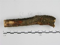 登錄號:F0005035藏品圖，第3張